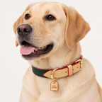 RacingGreen | gallery-02 | lifestyle | OnPet | Pawture leather dog collar