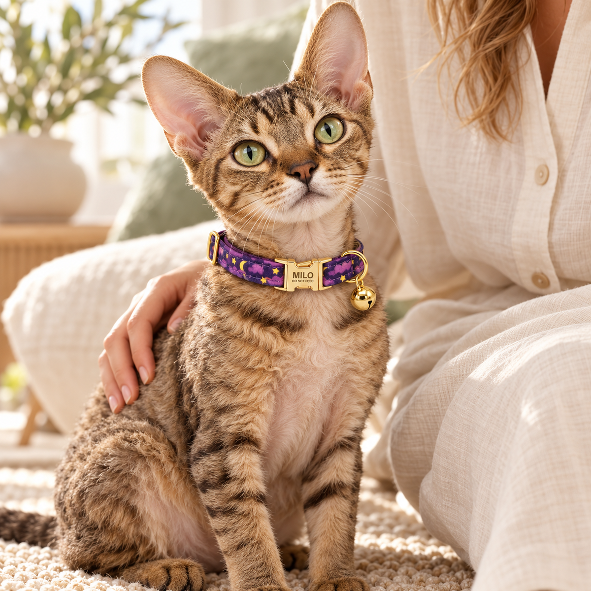 Tabby cat wearing a purple star-pattern Artful Prints collar with a gold buckle and bell beside a person.