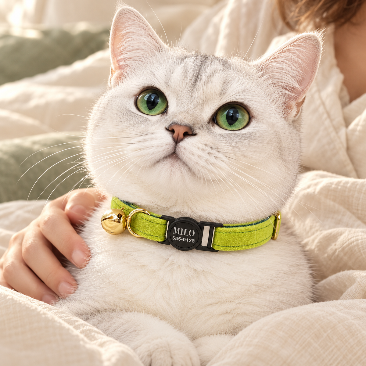 Silver cat wearing a green velvet collar with a black round breakaway buckle and gold bell.