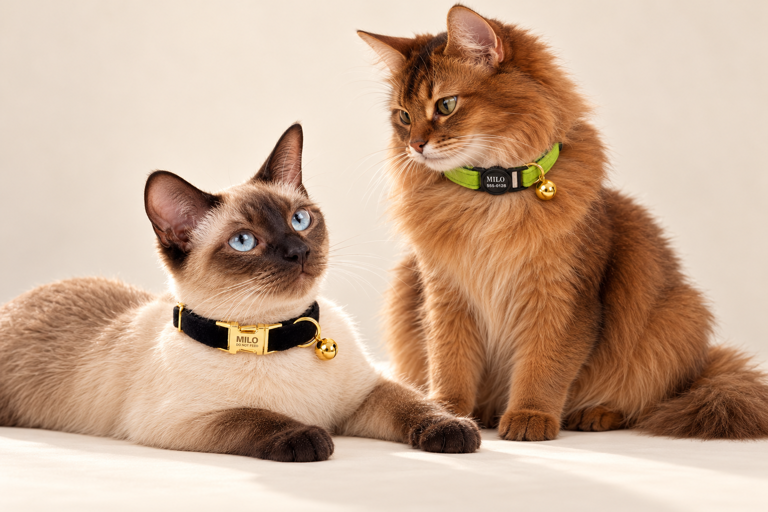 Two cats wearing gold metal and black breakaway velvet collars
