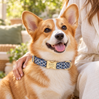 Corgi wearing a blue patterned Colorful Prints collar with an engraved gold buckle beside a person.