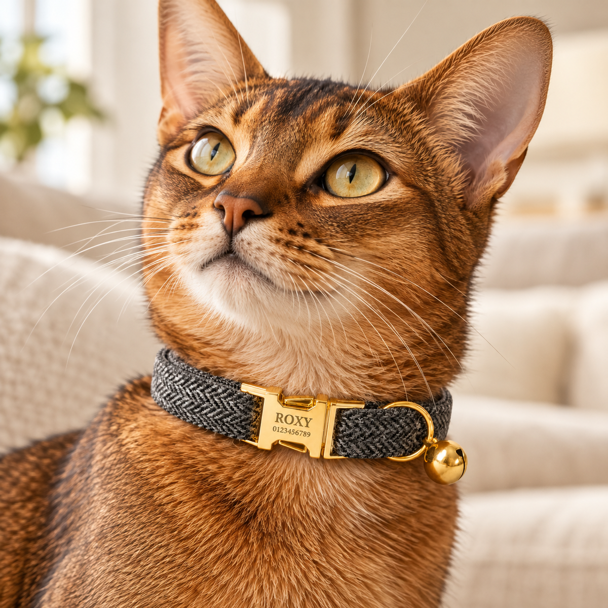 Dark Gray Herringbone | lifestyle | Abyssinian wearing the heritage tweed cat collar
