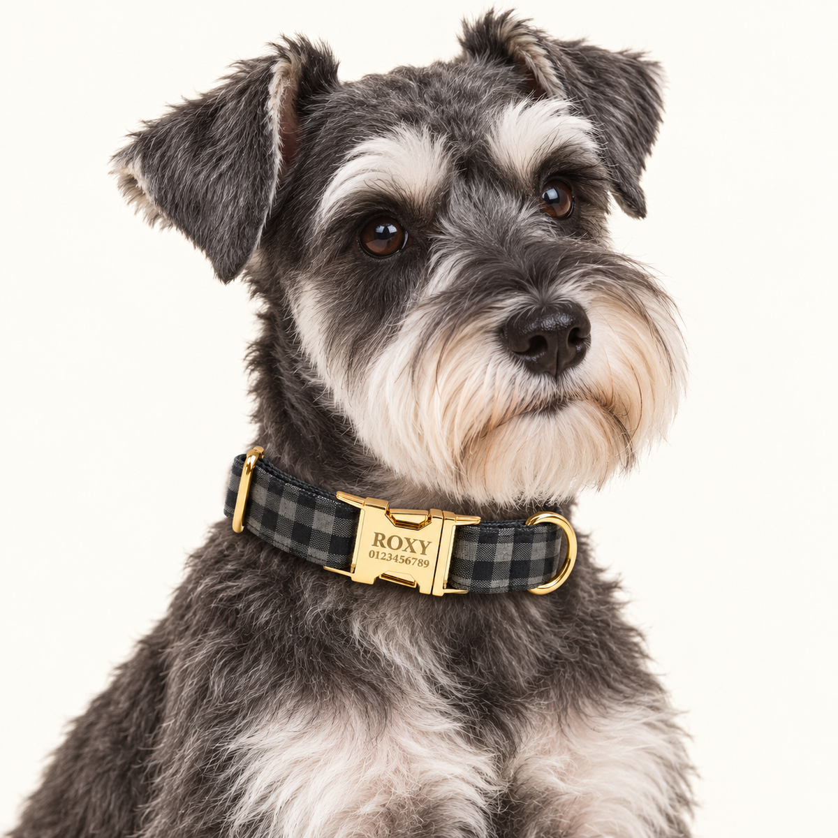 Pawture Classic Plaid BlackPlaid 02-wearing