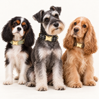 Pawture Classic Plaid BlackPlaid 04-multi-pet