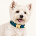 Pawture Classic Plaid BlueAndGreenPlaid 02-wearing