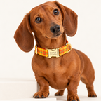 Pawture Classic Plaid CheeseYellowPlaid 02-wearing
