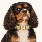 Pawture Classic Plaid GreenMicro 02-wearing