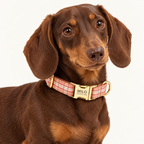 Pawture Classic Plaid OrangePlaid 02-wearing