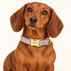Pawture Classic Plaid WhiteMicro 02-wearing