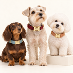 Suiting collection — Red Tweed with Blue Tweed and Orange Tweed; three breeds in an ivory photography studio