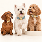 Suiting collection — Blue Tweed with Red Tweed and Light Gray Herringbone; three breeds in an ivory photography studio